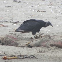 Vulture on the beach